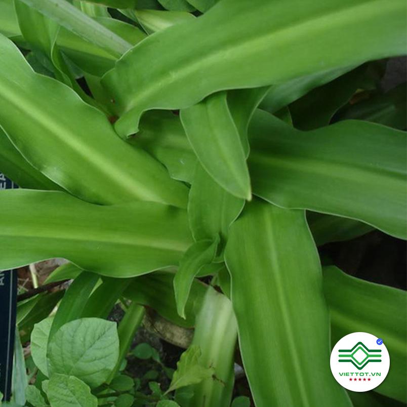 Cây Trinh Nữ Hoàng Cung 1KG - VT007