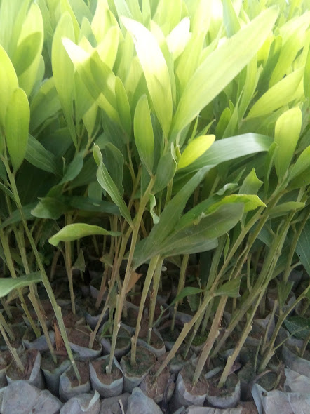 Cây tràm - keo lá tràm giống (30 cây/gói)