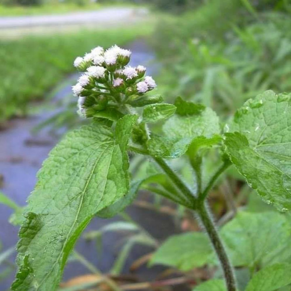 cây cỏ hôi  cứt lợn  kít lợn