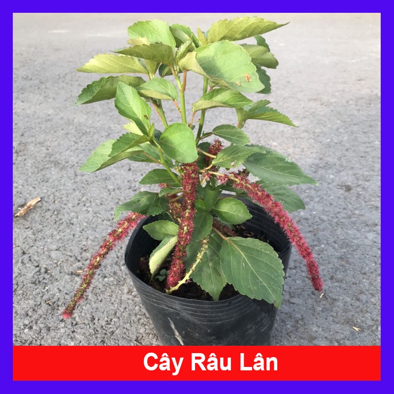 Cây Râu Lân - cây cảnh để bàn - cây cảnh mini - HKPQ
