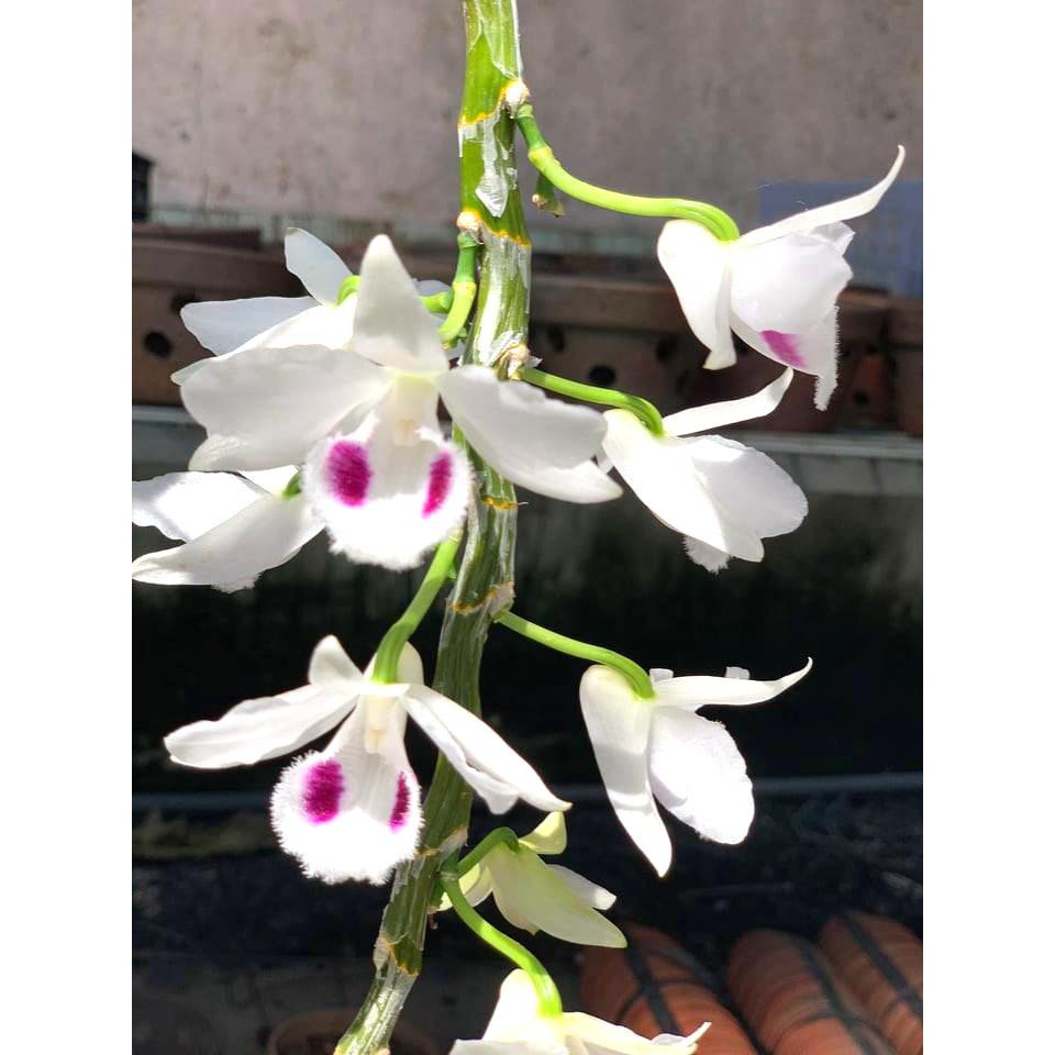 Hoa Phong Lan Giả Hạc Đột Biến 5 Cánh Trắng Phú Thọ