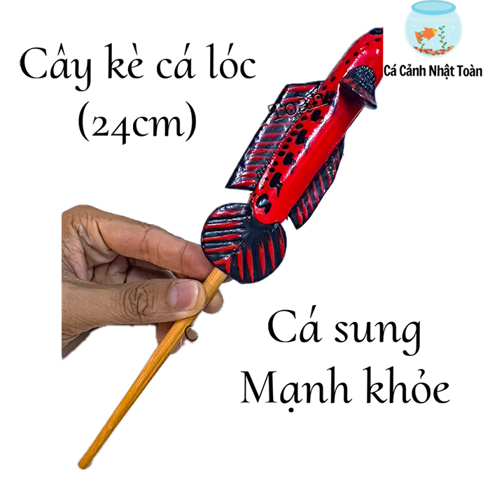 CÂY KÈ CÁ LÓC GIÚP CÁ SUNG HƠN DÀI 24CM MÀU NGẪU NHIÊN