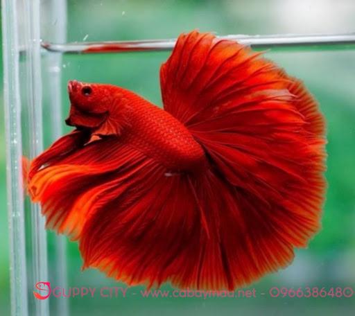 Betta [Trống] Super Red Halfmoon hàng nhập trang trí hồ cá cảnh
