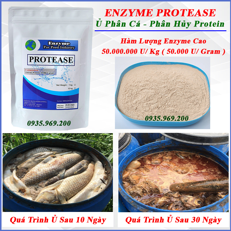 Men Ủ Phân Cá Enzyme Protease phân giải protein # Enzyme Protease nguyên liệu