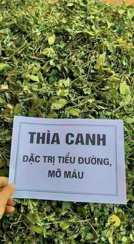 Dây Thìa Canh - Hỗ Trợ Tiểu Đường Mỡ Máu - 85000 Đ/ 1Kg