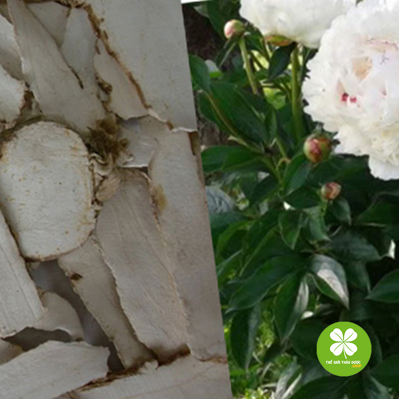 1Kg Bạch Thược - Tdv277