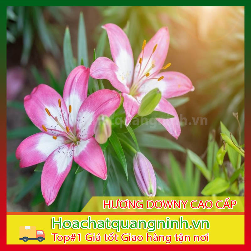 Hương Downy Cao Cấp