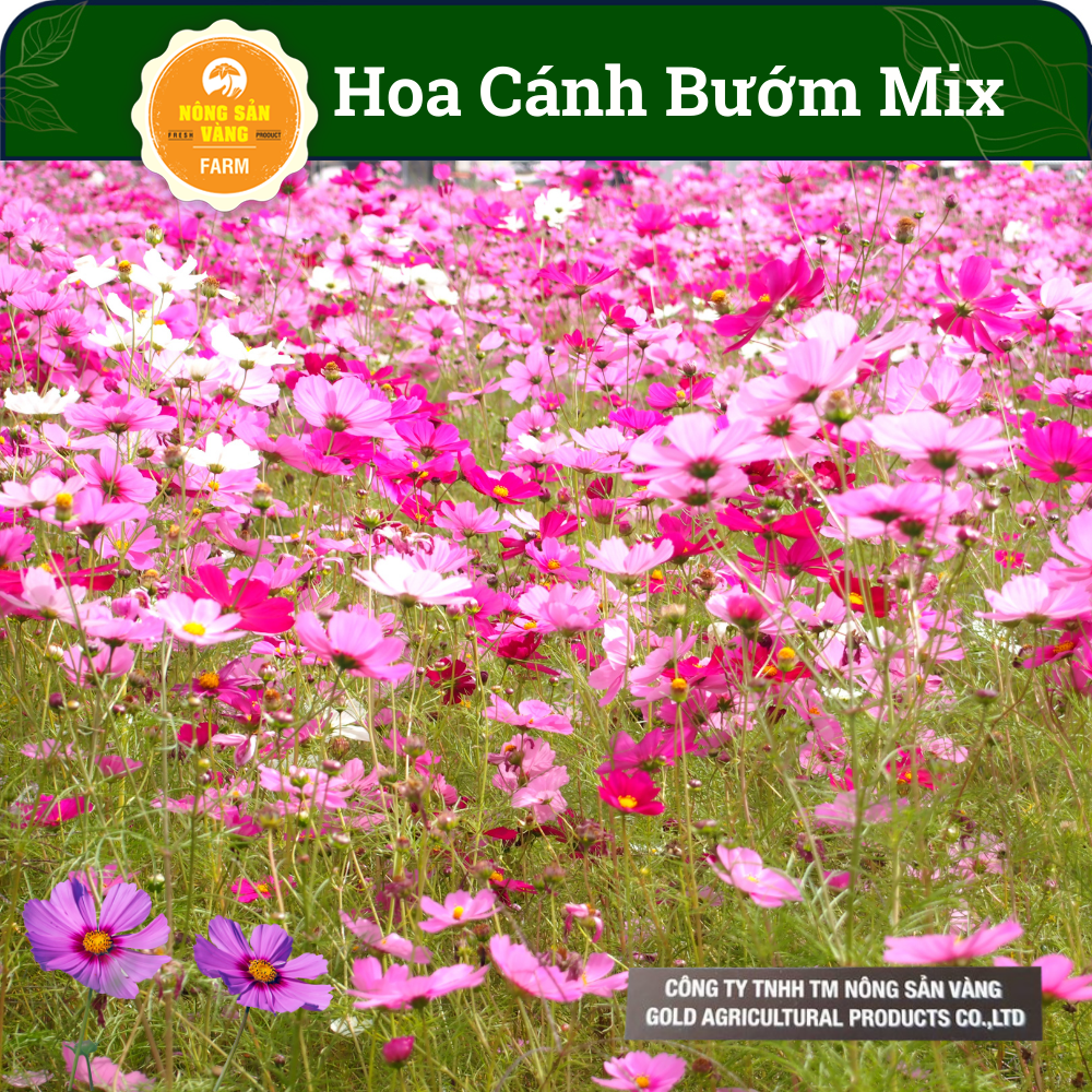 Hạt giống Hoa Cánh Bướm Nảy Mầm Nhanh Hoa Nở Lâu Tàn Ít Sâu BệnhNhiều Màu (Gói 200 hạt) - Nông Sản V