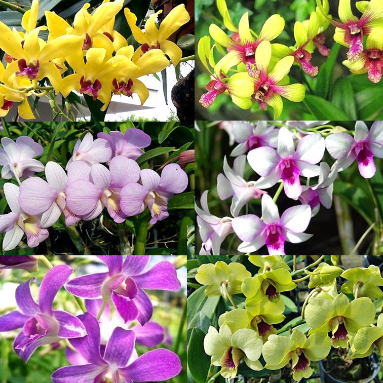 Combo 3 Chậu Lan Dendro Nhiều Màu Khác Nhau