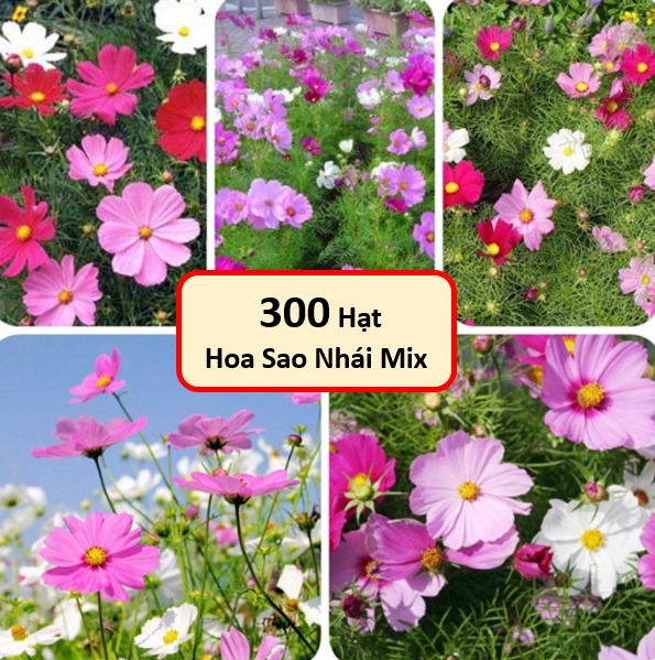 Hạt Giống Hoa Cánh Bướm - Sao Nháy Mix (Gói 300 Hạt) - Dễ Trồng Siêu Đẹp