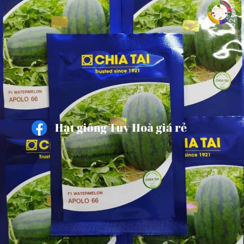 Hạt giống dưa hấu lai F1 Apolo 66 chia tai gói 20 gram
