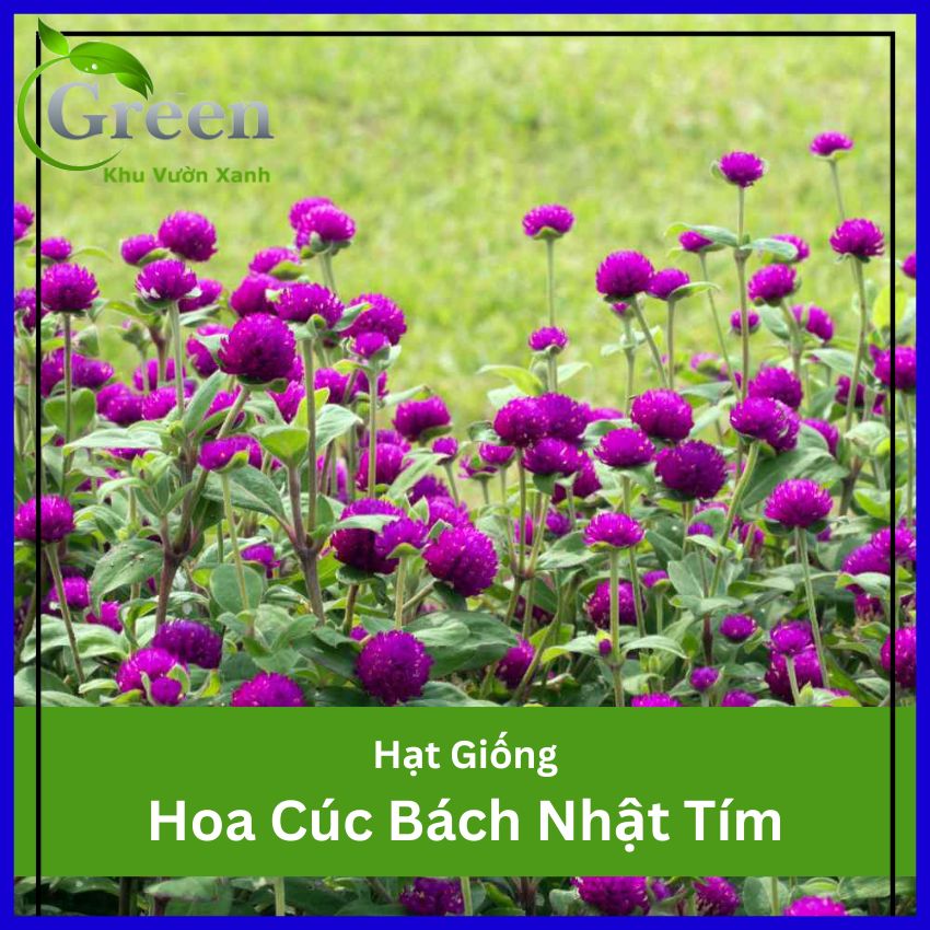 Hạt Giống Hoa Cúc Bách Nhật Tím