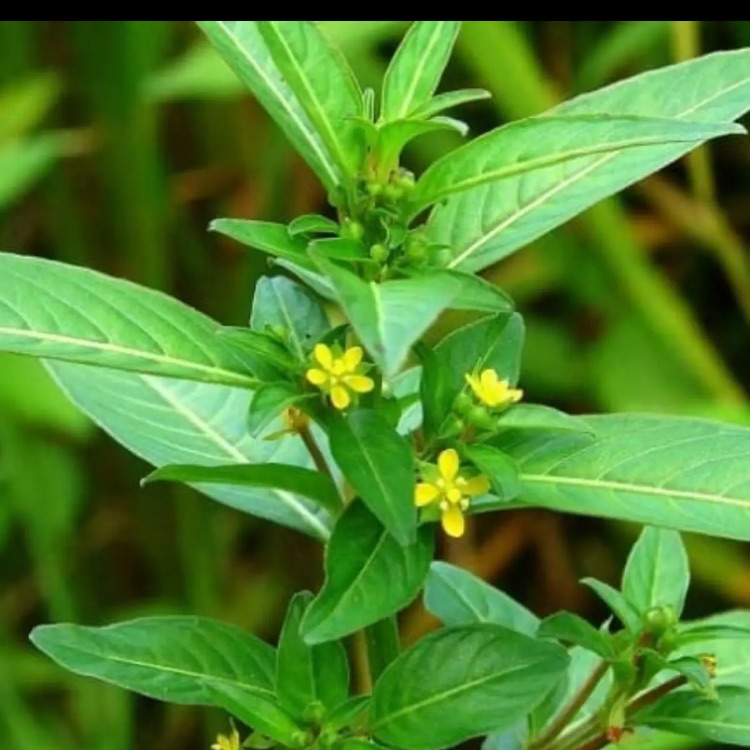 Cây rau mương  500g