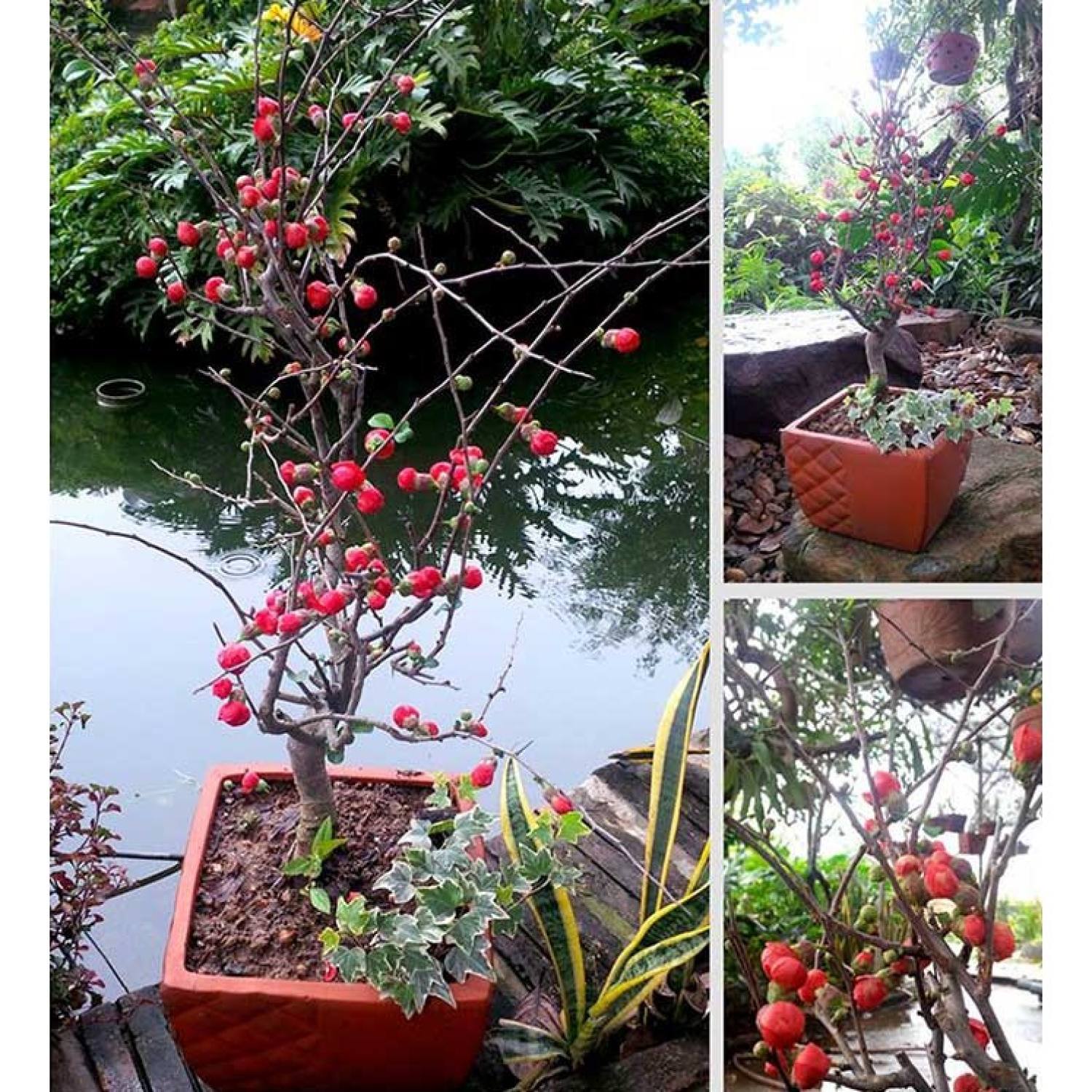 MA431 GÓI 5 HẠT GIỐNG HOA MAI ĐỎ NHẬT BẢN
