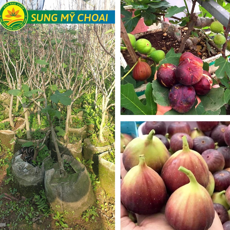 Cây sung mỹ choai loại giống cây ăn quả giàu dinh dưỡng có mùi thơm dịu và vị ngọt đậm được nhiều ng
