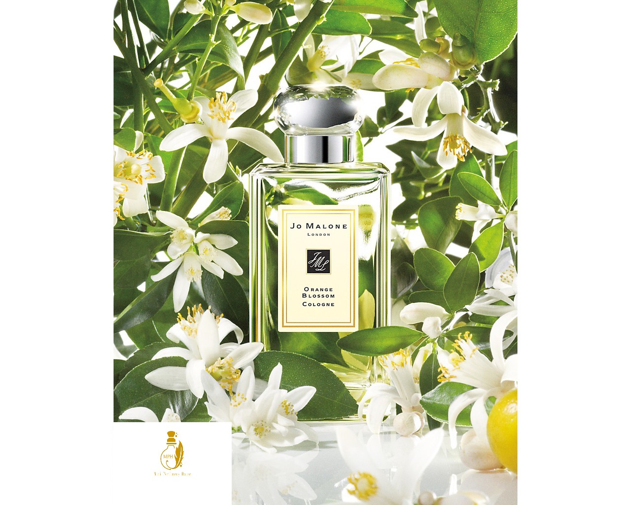 Nước Hoa Dùng Thử Jo Malone Orange Blossom Dung Tích 5 Ml