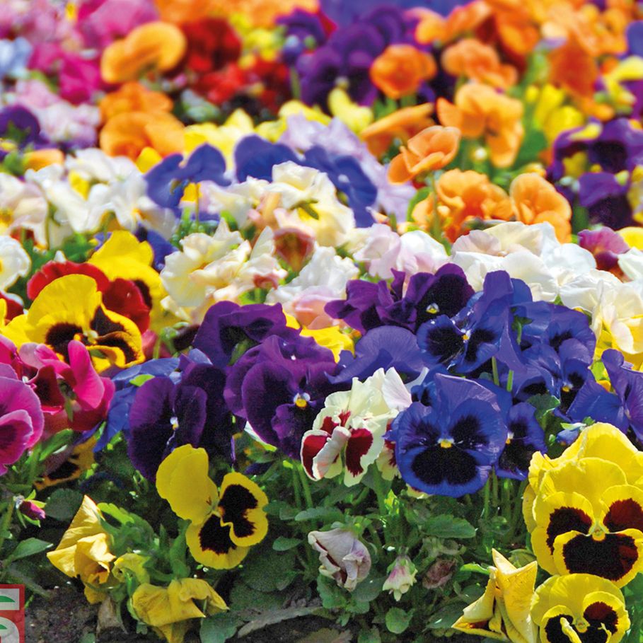 Hạt Giống Hoa Bướm Pansy Cánh Kép Mix ( Gói 50 Hạt) - Màu sắc đẹp Hương thơm - Dễ trồng Lâu phai