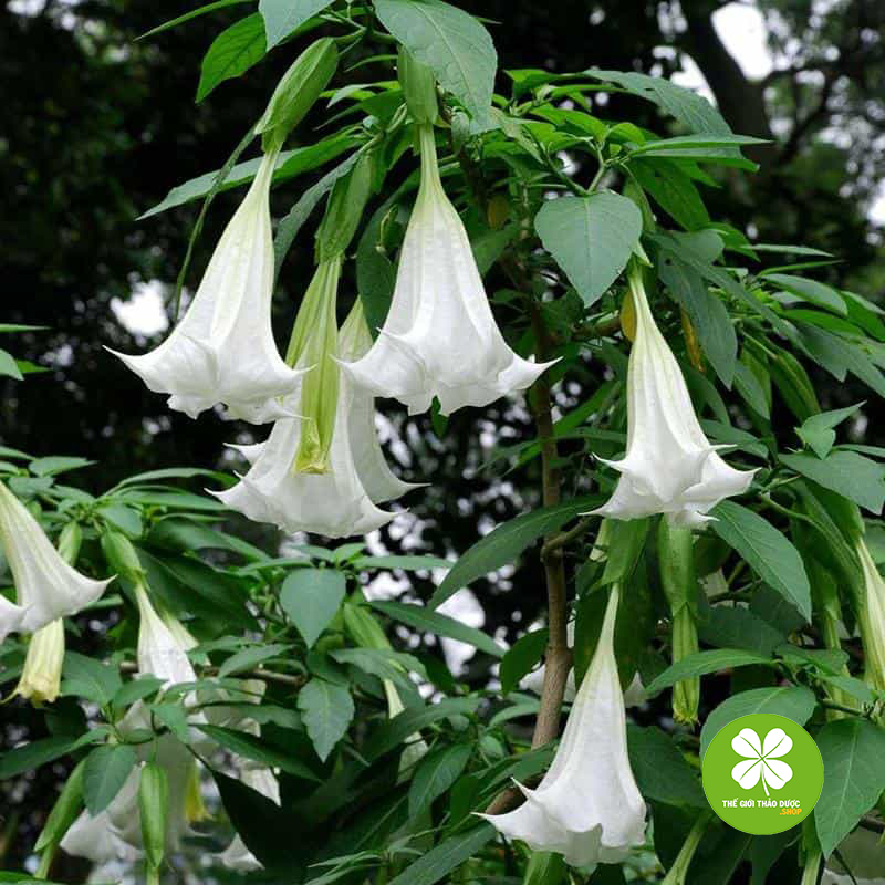 Cà Độc Dược (Gói 1Kg Khô) - Td281