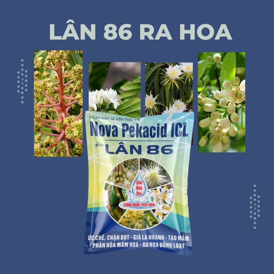 Lân 86 Xử Lý Ra Hoa Nghịch Mùa Vụ Tạo Mầm Hoa Cực Mạnh Kích Ra Bông Xoài Cà Phê Sầu Riêng Bơ