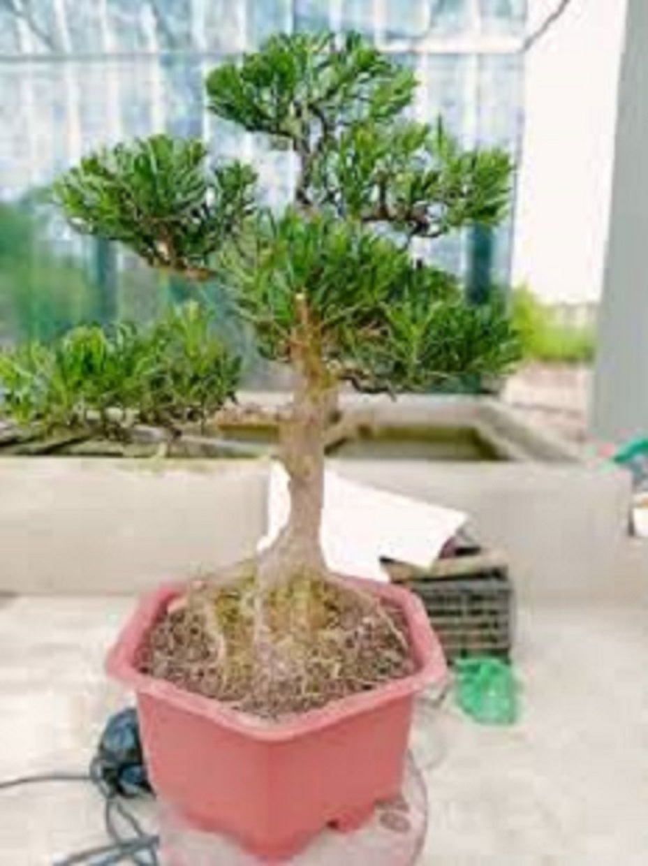 cây giống TÙNG LA HÁN - CÂY BONSAI - SIÊU ĐẸP GIÁ SIÊU RẺ