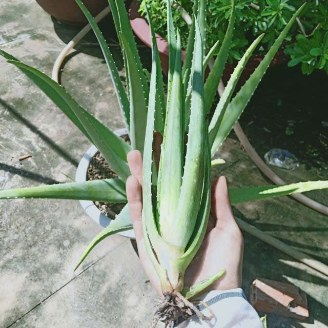 Cây giống nha đam Mỹ 15- 20cm (cây trưởng thành cho bẹ cực to) lá dày to