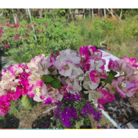 Cây hoa giấy Ấn Độ - giống bông giấy cho hoa đổi màu đặc sắc