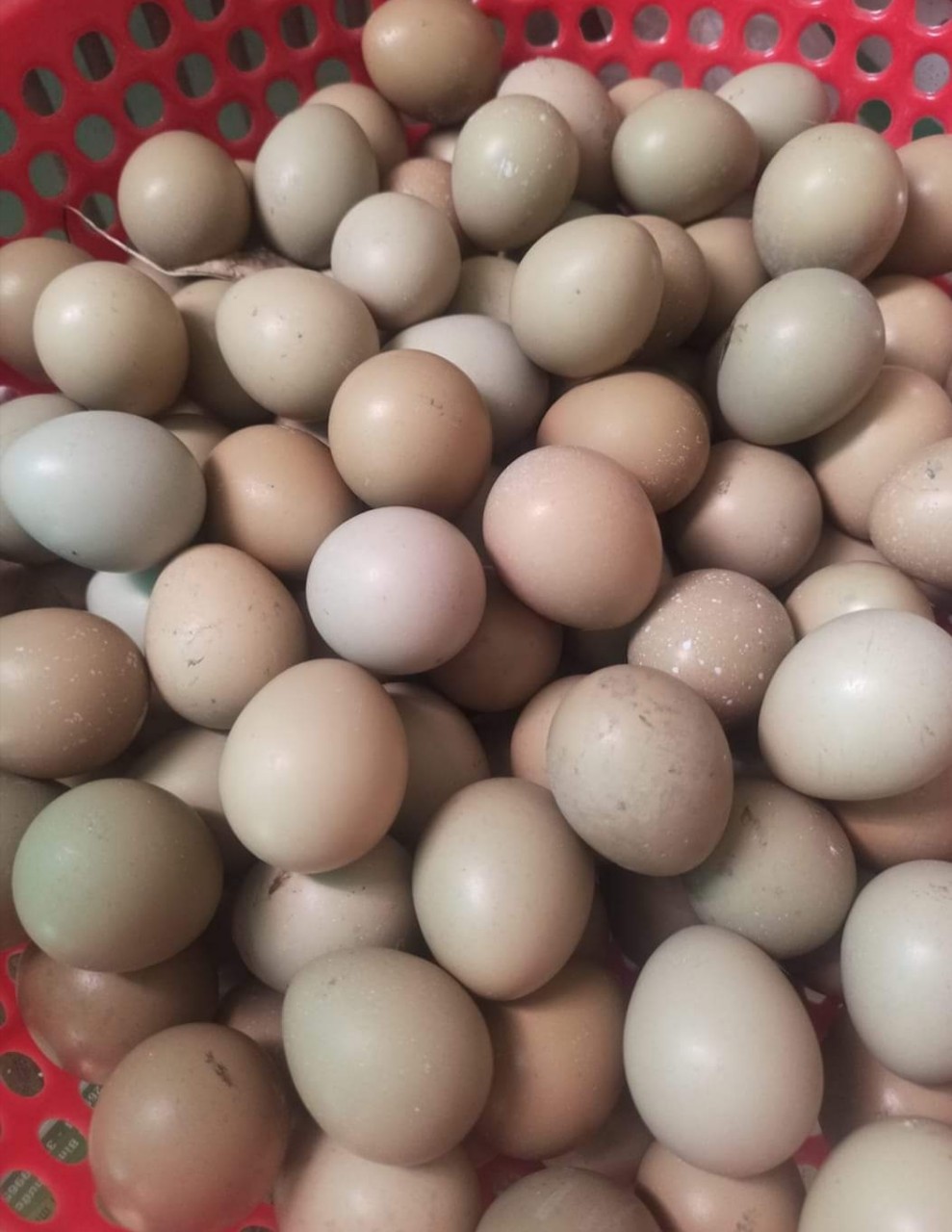 [HCM]Trứng chim trĩ ấp