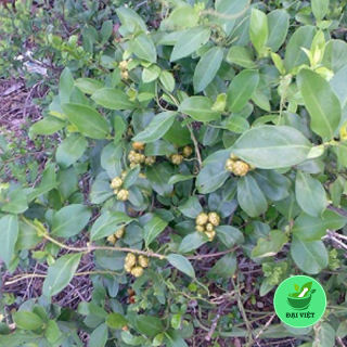 Cây mặt quỷ Cao Bằng (gói 1kg) - DV039