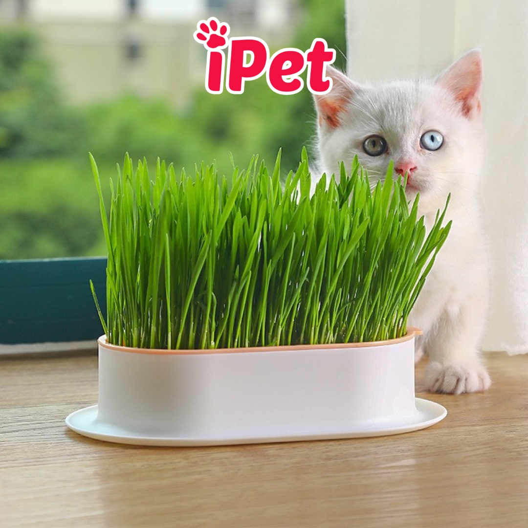 Bộ kit trồng cỏ mèo lúa mì thủy canh hỗ trợ tiêu hóa cho mèo - iPet Shop