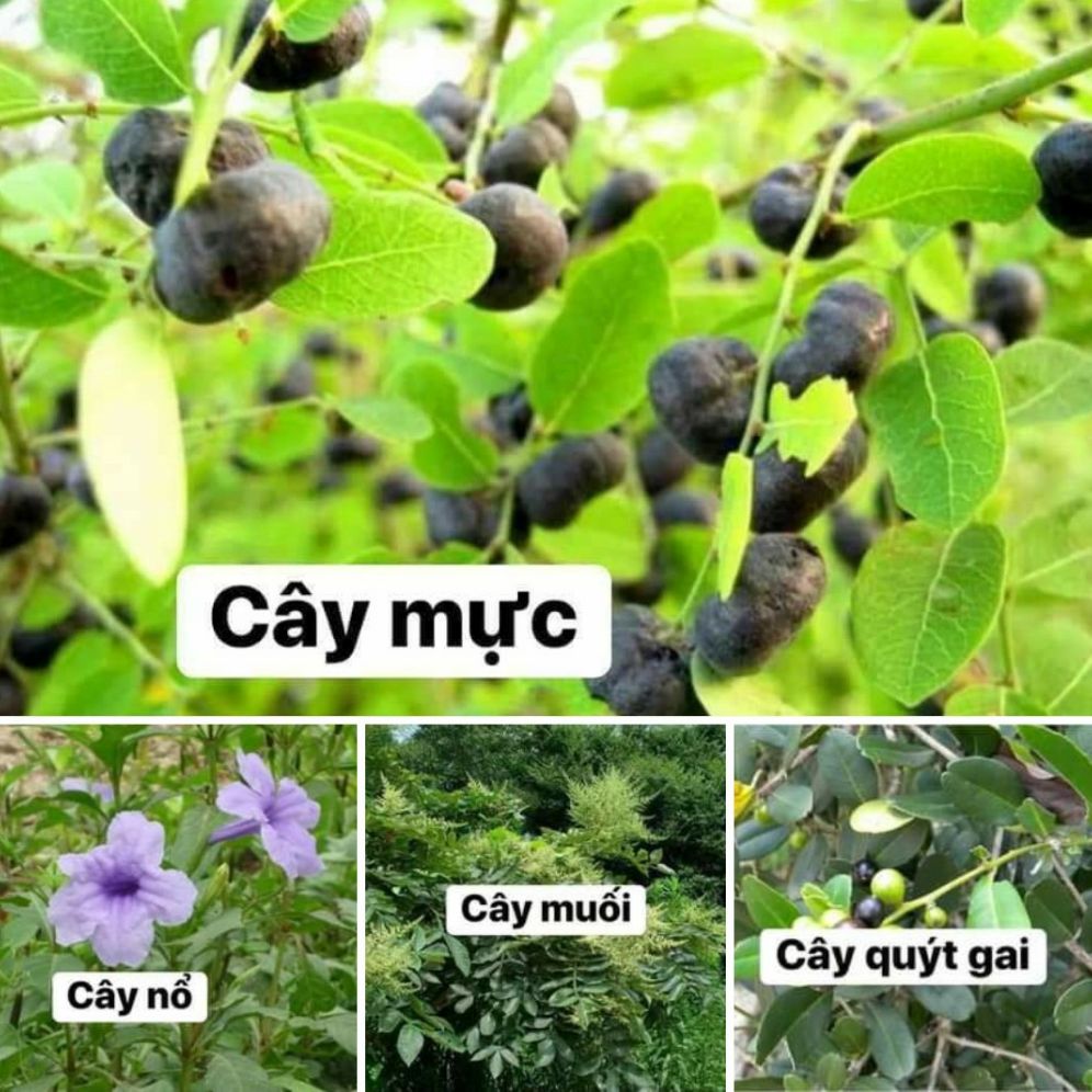 Thang Suy Thận (Yếu Thận 4Kg Khô)