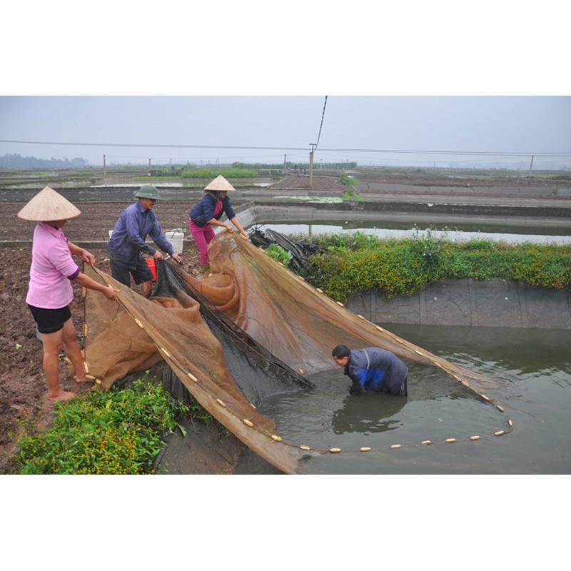 Lưới Quét cá - Lưới kéo cá - Lưới vét cá ao hồ sông cao 2m dài 10m túi 4m ( Ngu Long )