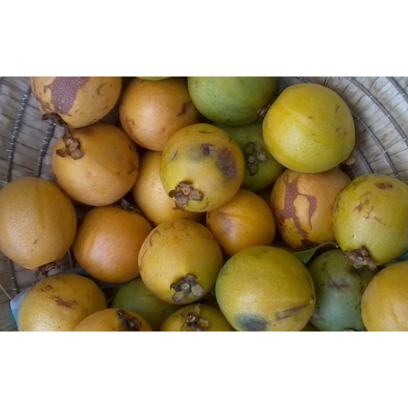 cây bứa rừng( cây to)
