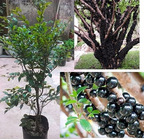Hạt Giống Nho Th&acirc;n Gỗ