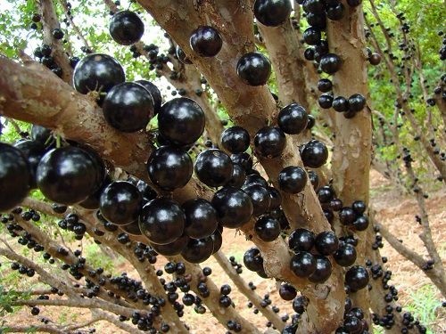 Hạt Giống Nho Th&acirc;n Gỗ