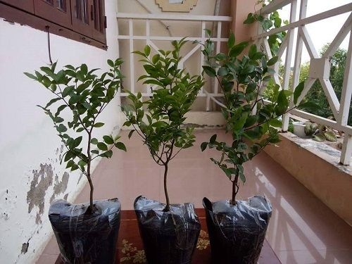 Hạt Giống Nho Th&acirc;n Gỗ