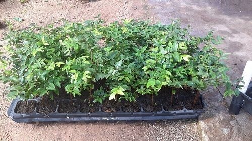 Hạt Giống Nho Th&acirc;n Gỗ