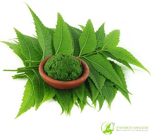Bột Neem