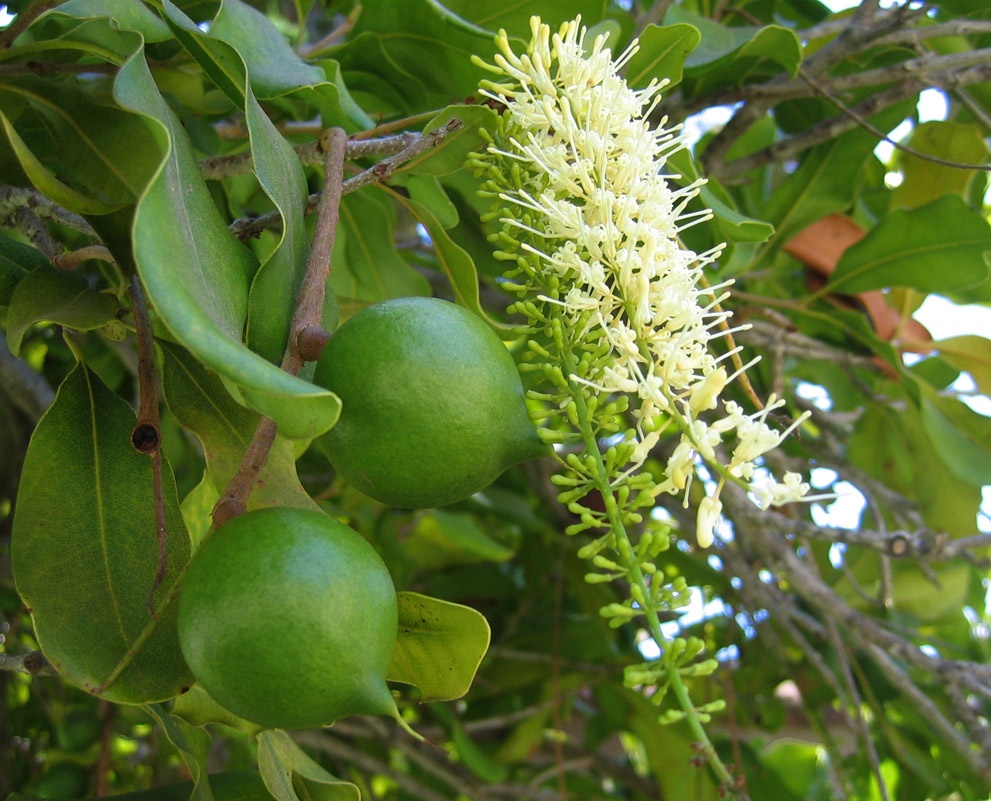 macadamia flowersfruit