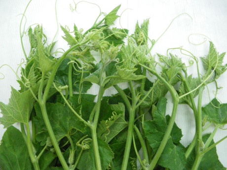 Ky thuat trong bi do lay ngon cho nang suat cao - Anh 4