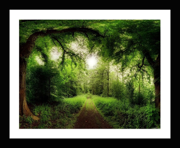 Bộ khung ảnh treo tường Forest - Có sẵn hình 15