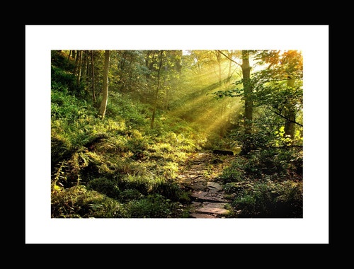 Bộ khung ảnh treo tường Forest - Có sẵn hình 24