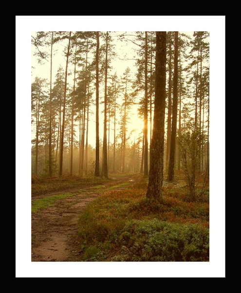 Bộ khung ảnh treo tường Forest - Có sẵn hình 16