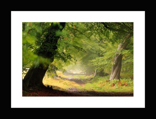 Bộ khung ảnh treo tường Forest - Có sẵn hình 19