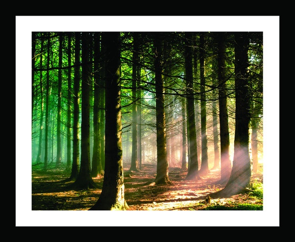 Bộ khung ảnh treo tường Forest - Có sẵn hình 17