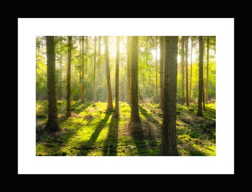 Bộ khung ảnh treo tường Forest - Có sẵn hình 22