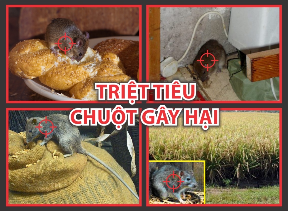 Thuốc chuột Đức