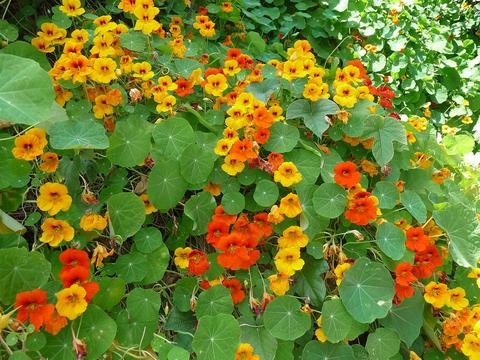 Hạt giống Hoa Sen Cạn Cánh Kép Glorious Gleam Mix Trailing Nasturtium seeds