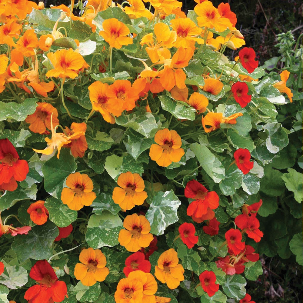 Glorious Gleam Mix Trailing Nasturtium seeds
