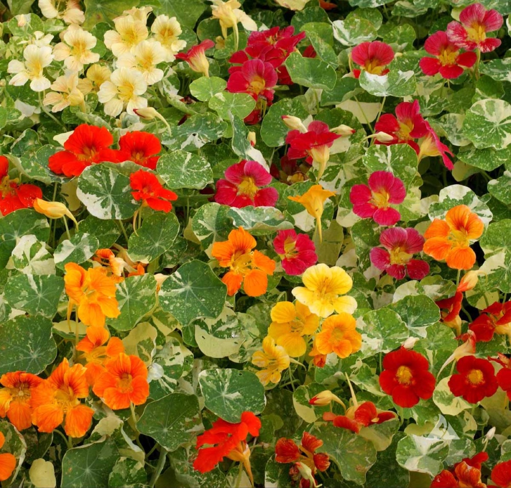 Hạt giống Hoa Sen Cạn Cánh Kép Glorious Gleam Mix Trailing Nasturtium