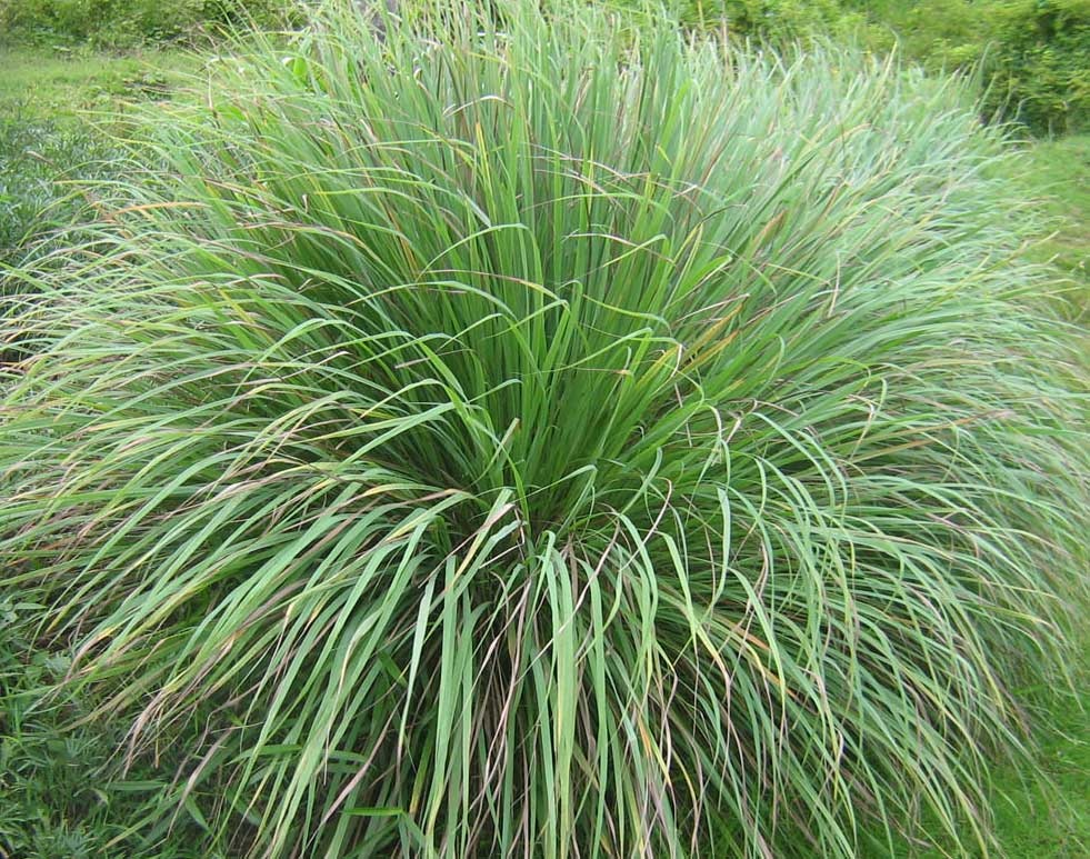 cây sả java